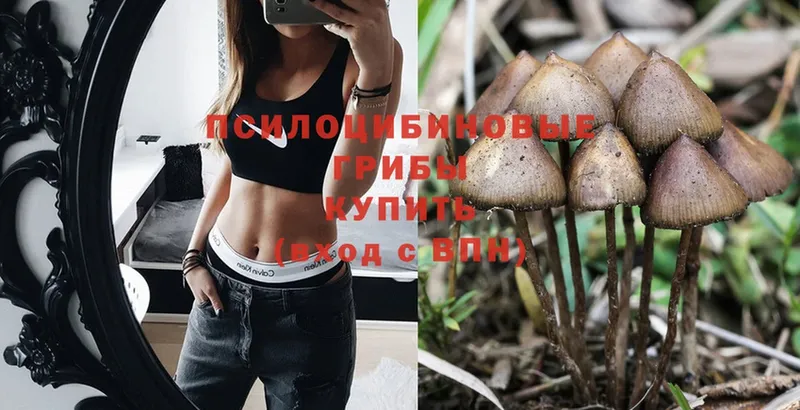 Псилоцибиновые грибы Cubensis  купить наркоту  Нерехта 